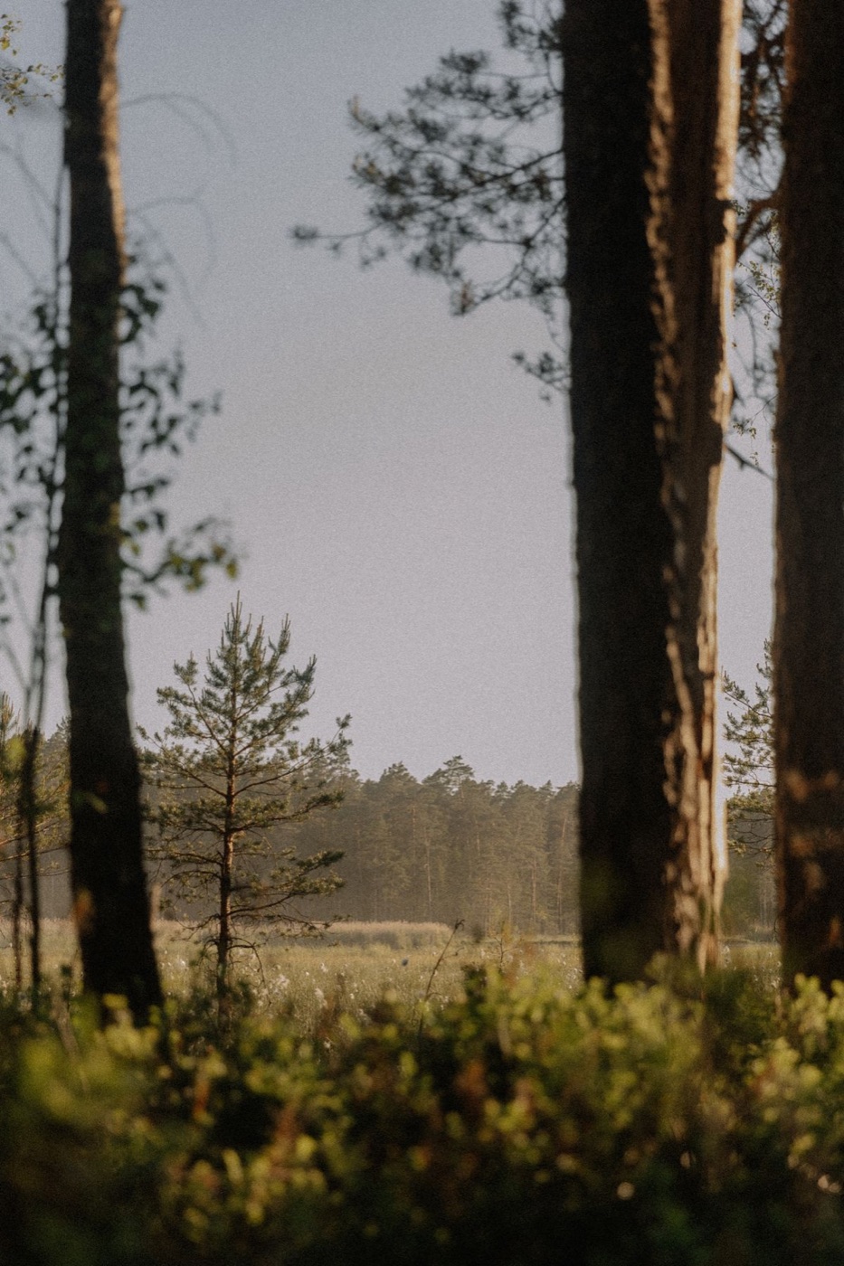 Skog i kvällsljus