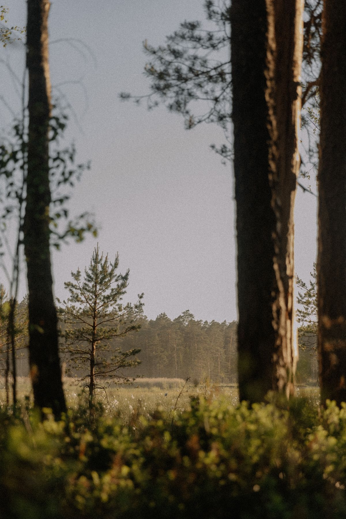 Skog i kvällsljus
